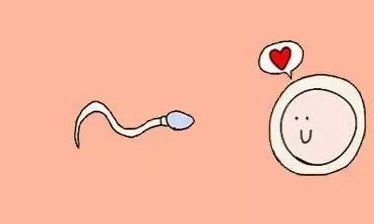 促排针是人工授精还是试管有的操作？