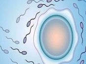 茂名市试管婴儿（茂名人民医院生殖中心试管婴儿成功率）